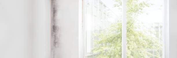 Best Real Estate Mold Inspection  in Byrnes Mill, MO