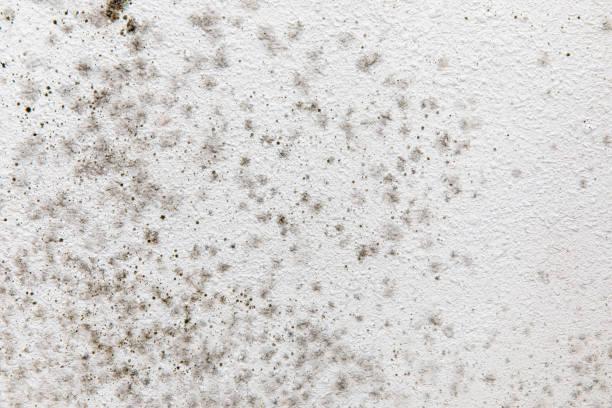 Reliable Byrnes Mill, MO Mold Removal Solutions