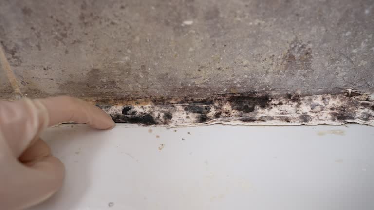 Best Asbestos and Lead Testing During Mold Inspection  in Byrnes Mill, MO