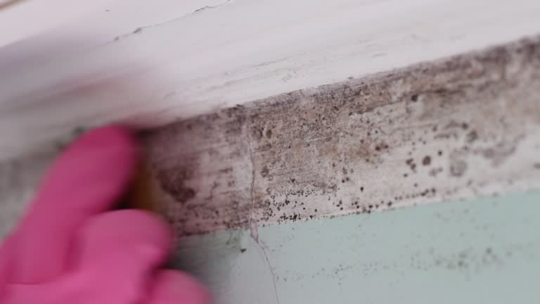 Best Comprehensive Air Testing for Mold Contaminants  in Byrnes Mill, MO